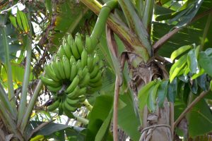 De bananenplant bij Ka'i Mimina